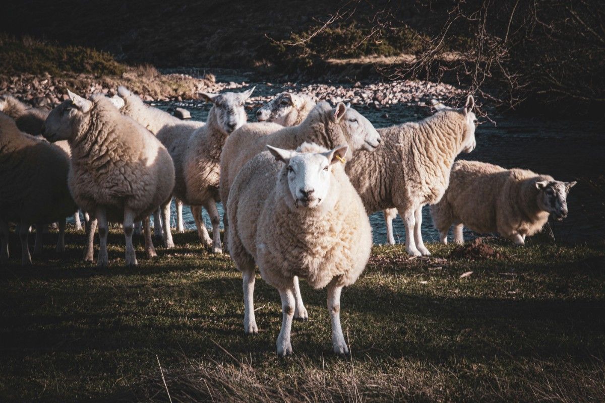 An image of a herd of sheep in Northumberland 