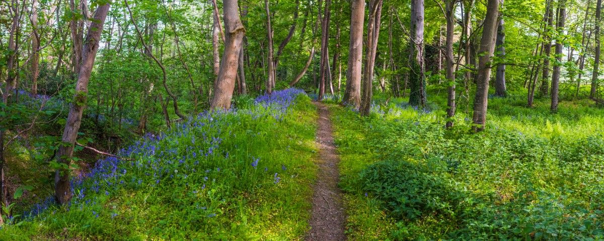 A section of Offa's Dyke that goes through the woods