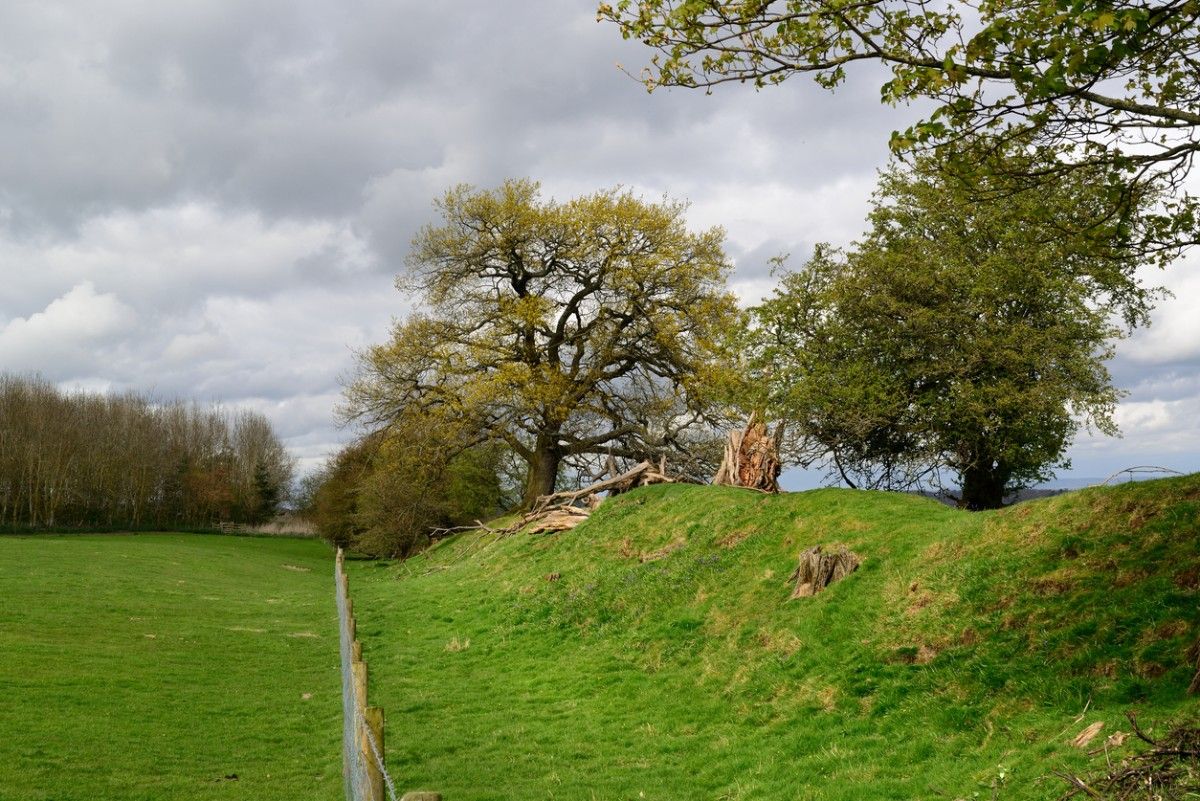 Some trees in a field on the Offa's Dyke Trail