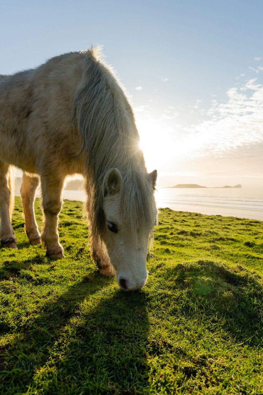 A horse grazing on the fields surrounding Rhossili Bay