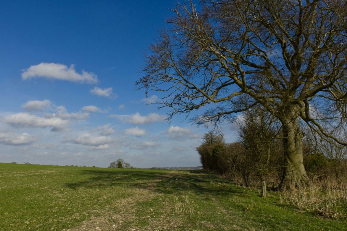 A tree along a path on The Ridgeway