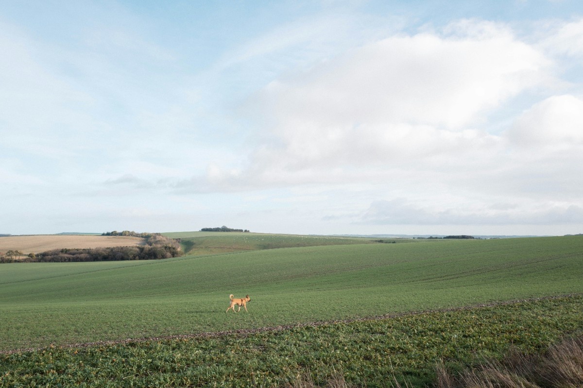 A dog on a field on The Ridgeway