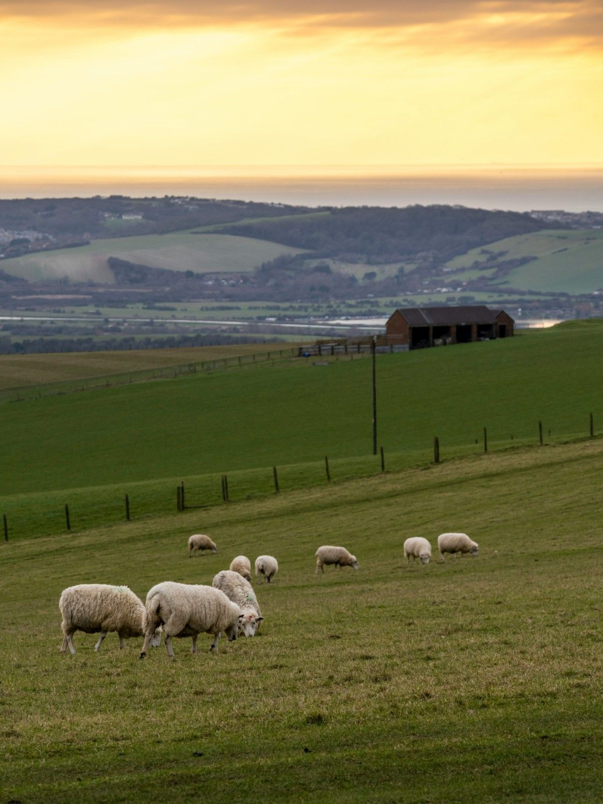 The sun setting on the South Downs with sheep grazing