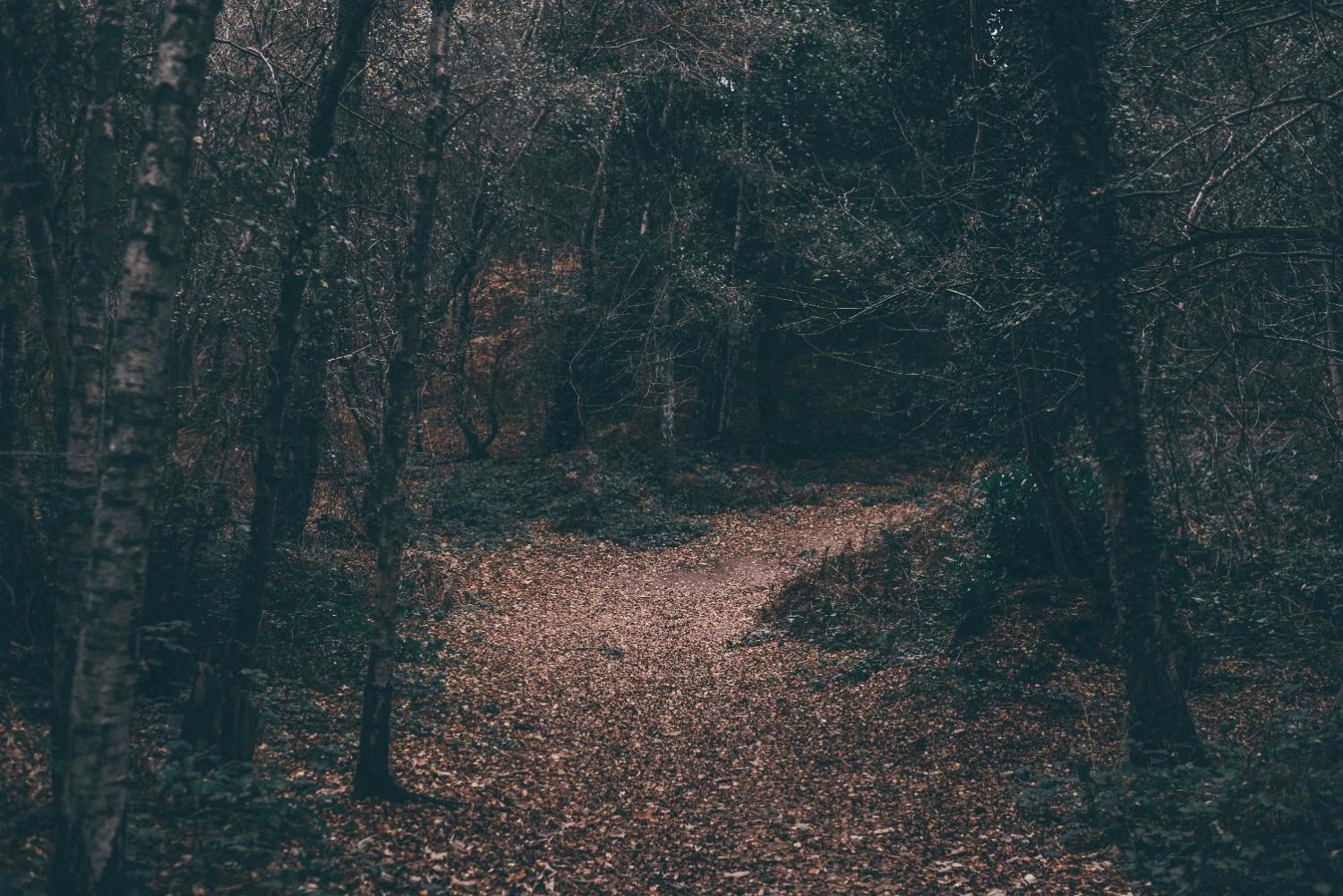 A forest in the South Downs