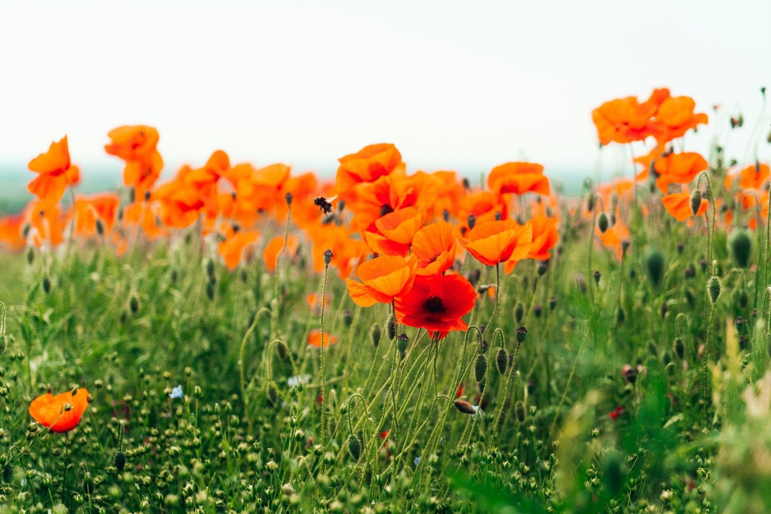 An image of a poppy field in the South Downs National Park 