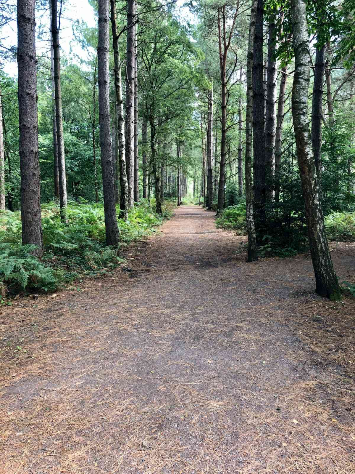 A path through a forest in the South Downs National Park 