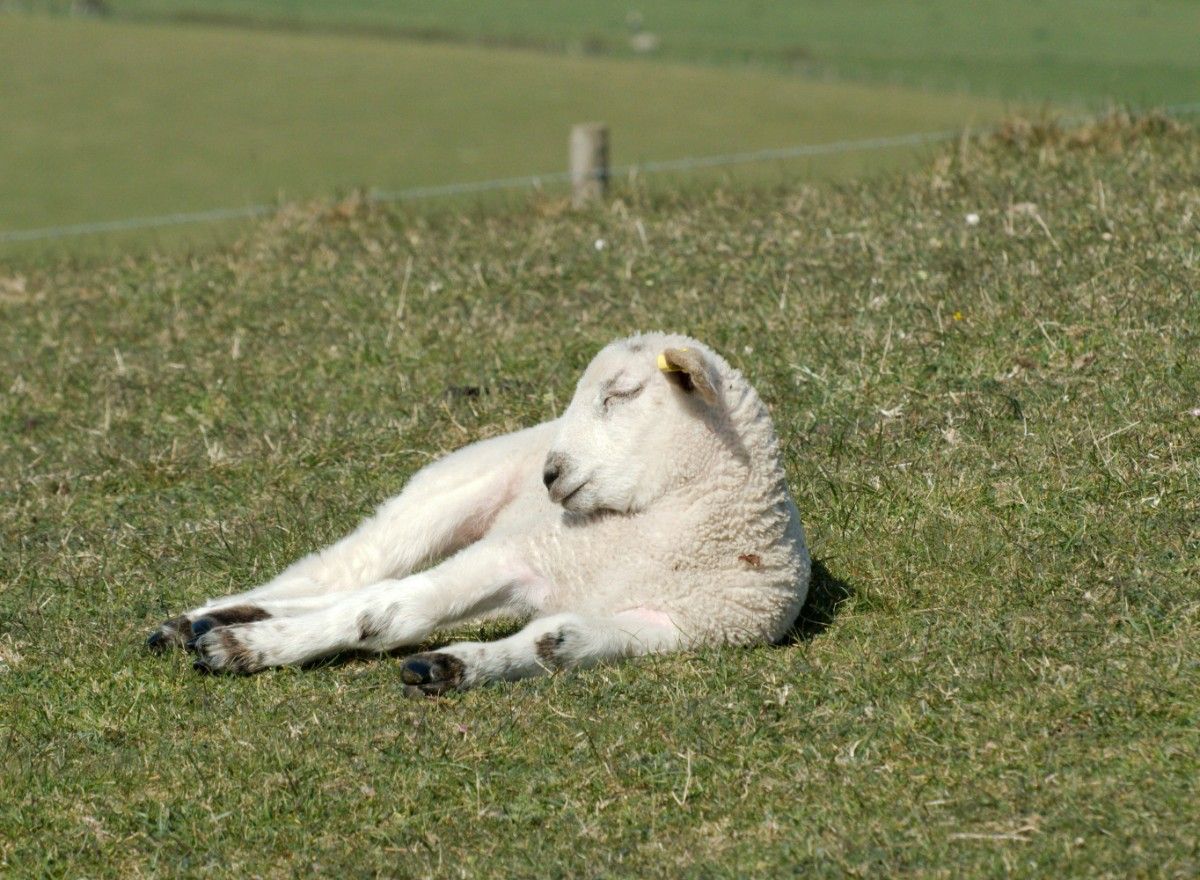 A lamb sleeping in a field on the South Downs Way