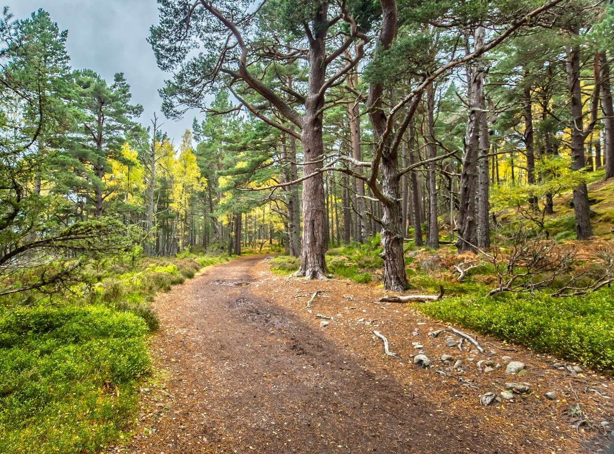 A trail through the Cairngorm National Park, part of the Speyside Way