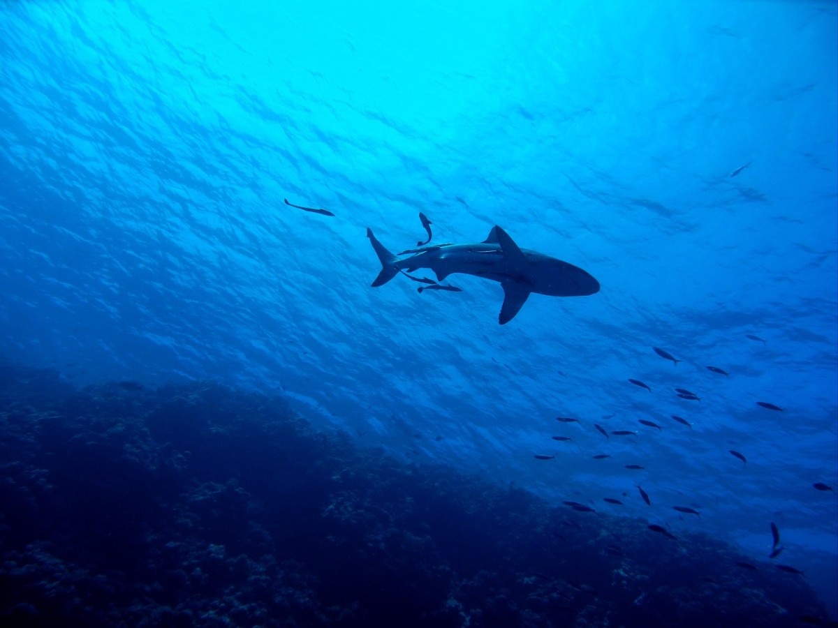 A shark in The Great Barrier Reef