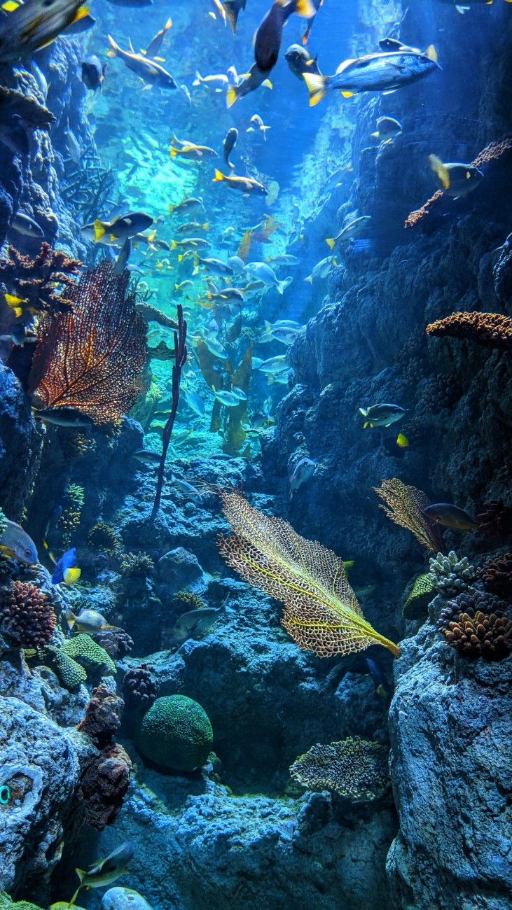 The Great Barrier Reef, fish swimming around