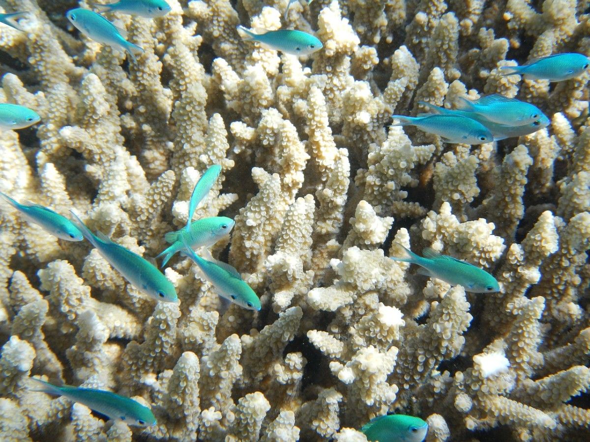 Fish swimming through the coral of The Great Barrier Reef