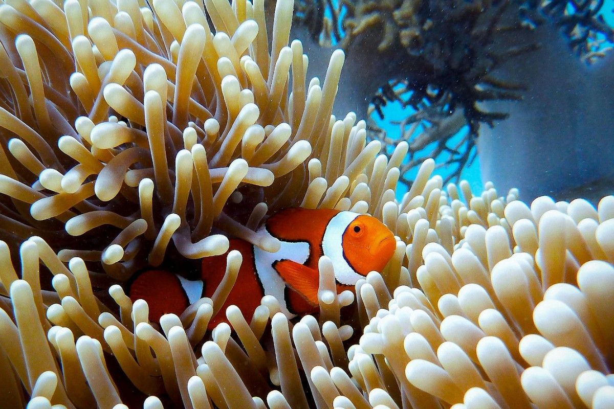 A clownfish in The Great Barrier Reef