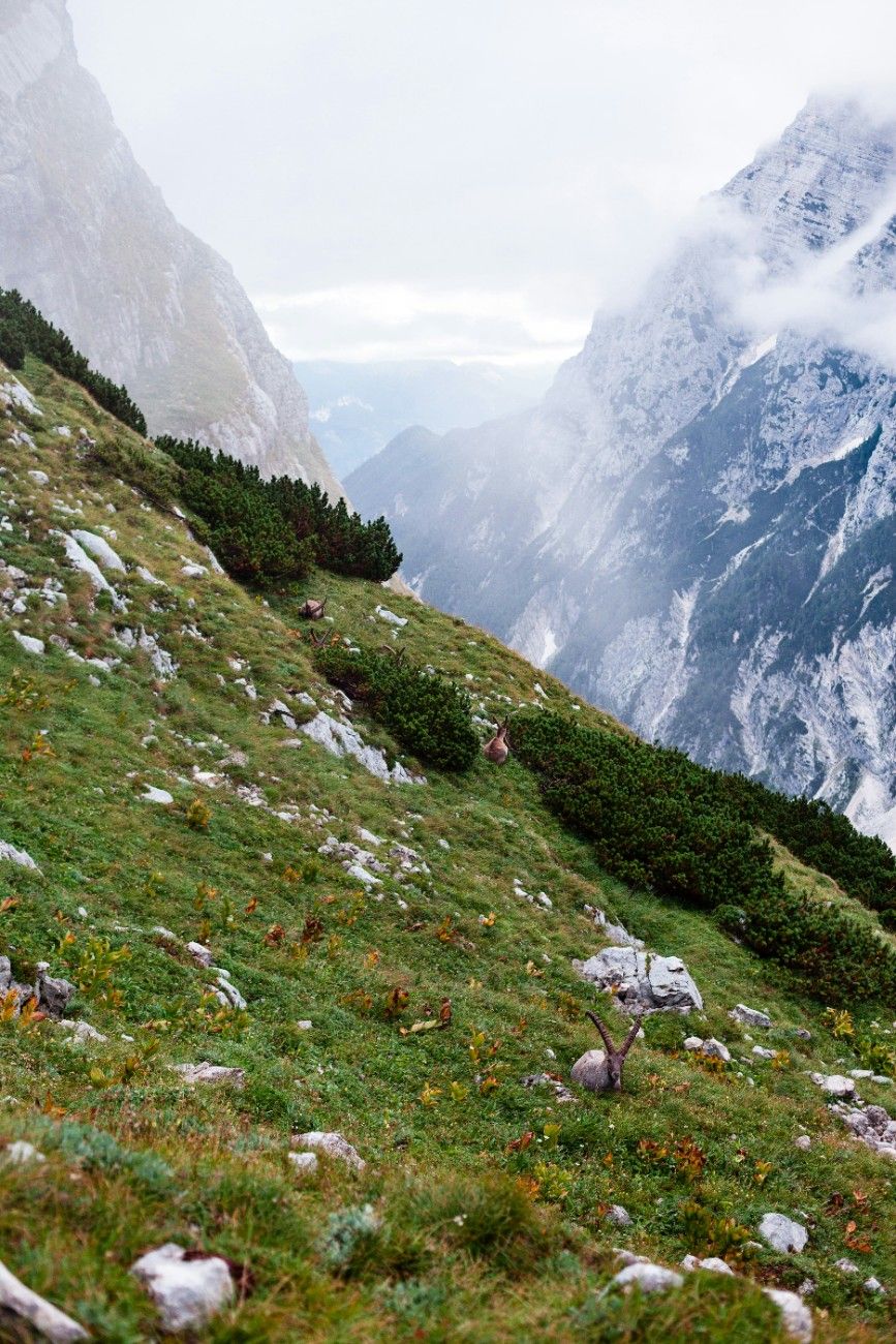 The lush green hills of Triglav national park, covered in shrubbery 