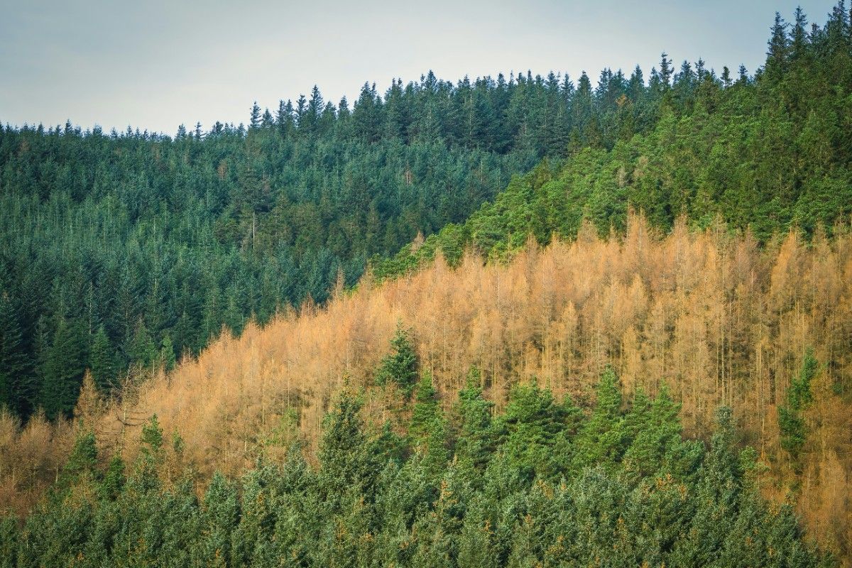 An image of Whinlatter forest 