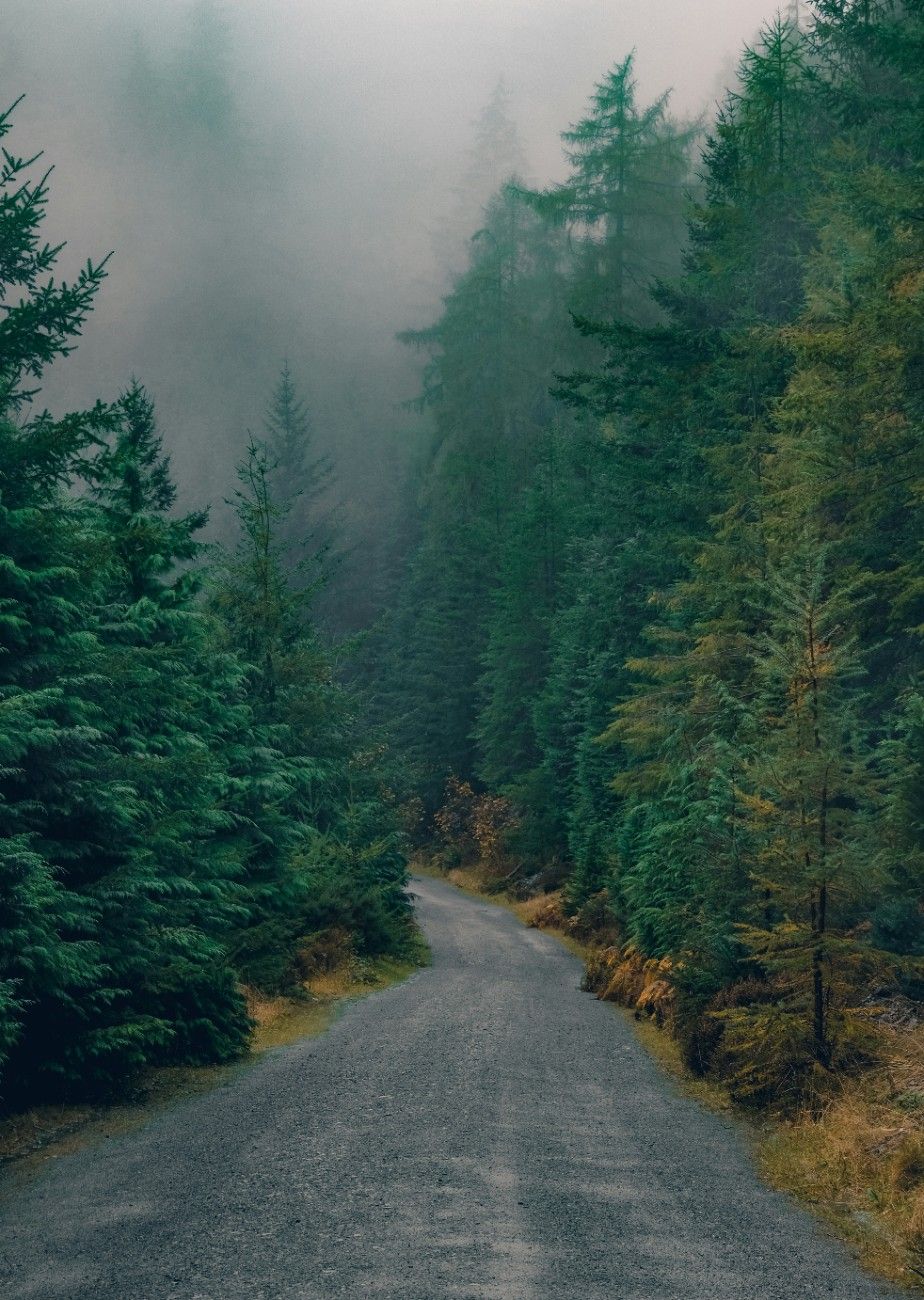 An image of a road through Whinlatter forest 