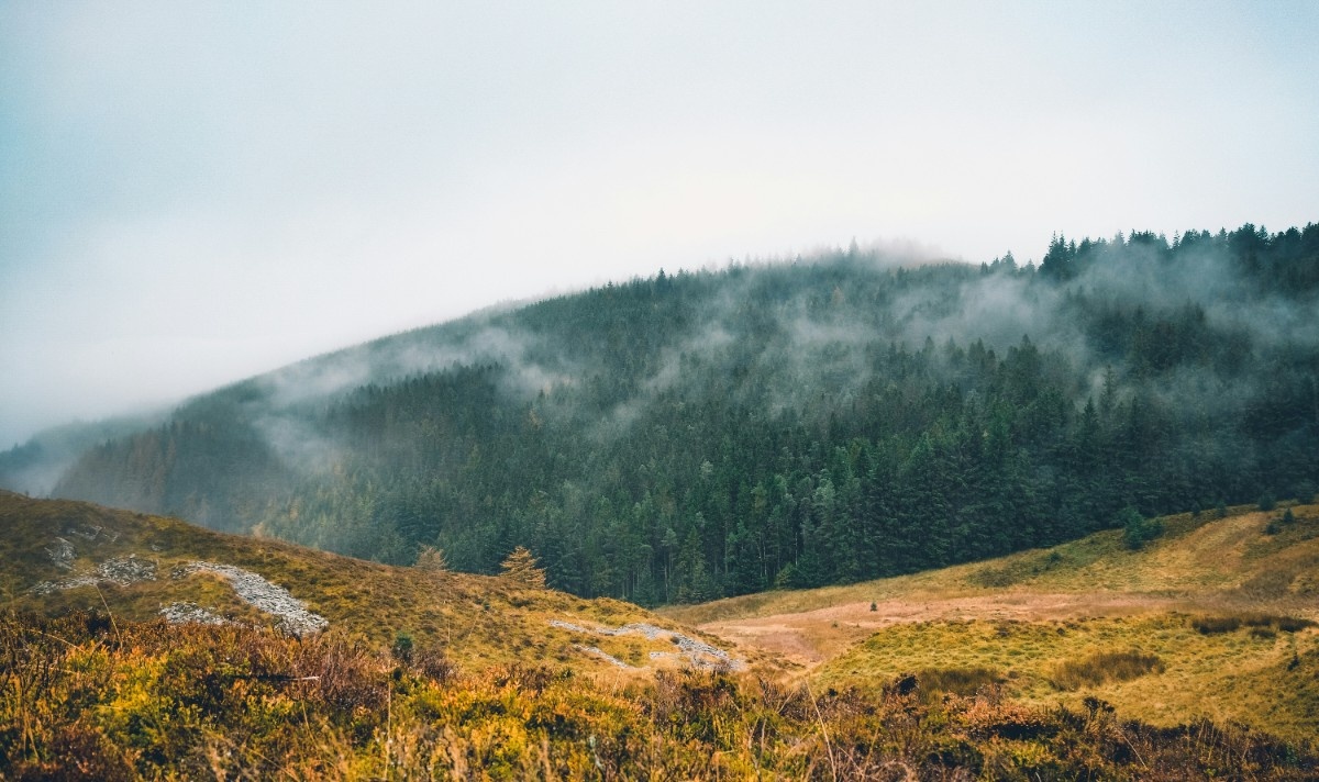 An image of Whinlatter forest 