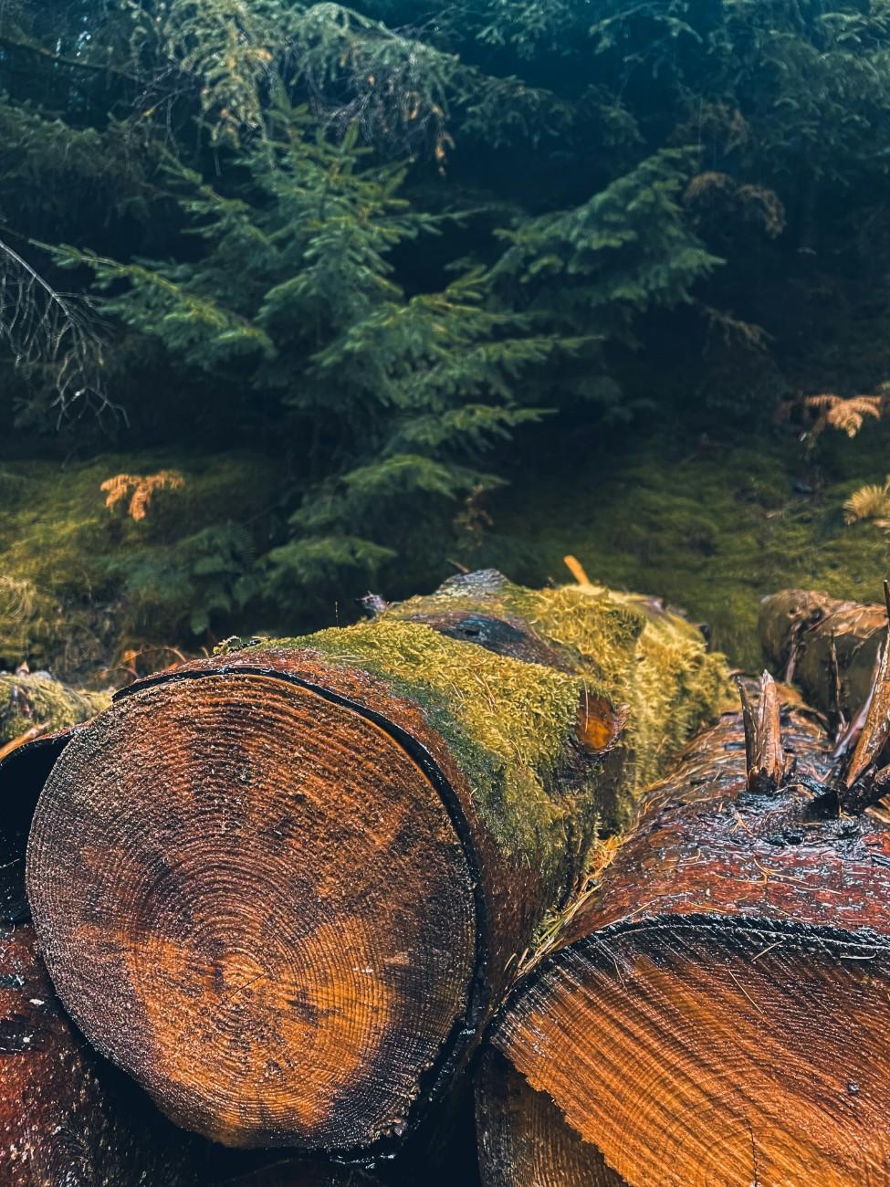 A fallen log in Whinlatter forest 