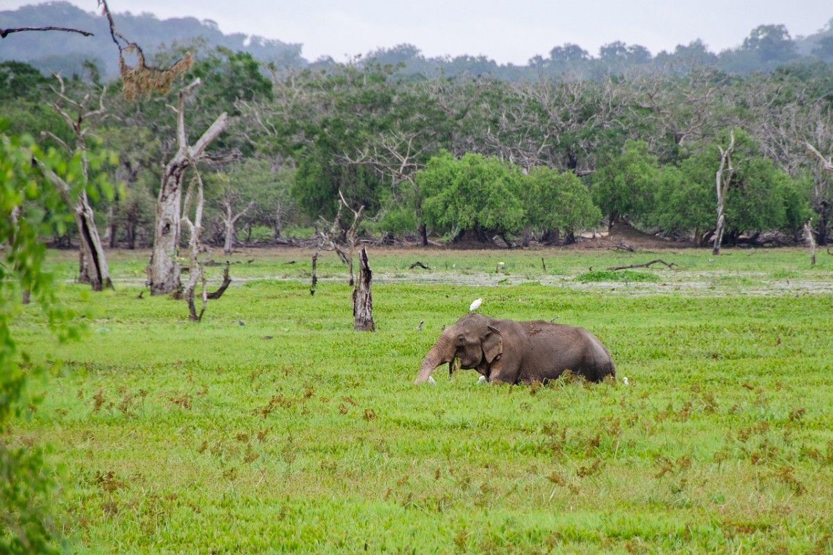 An elephant in the green landscape of Yala National Park