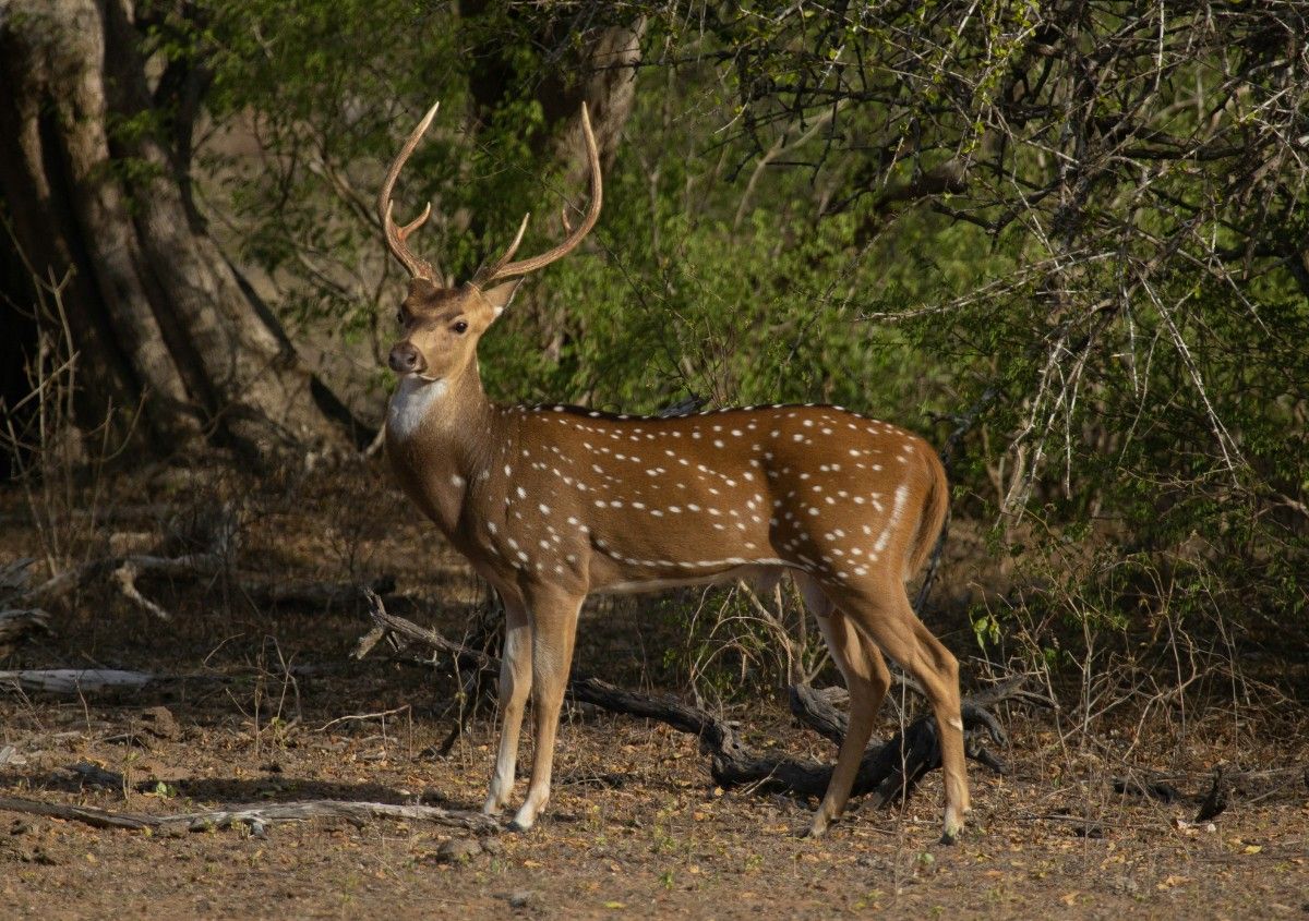 A deer in Yala 