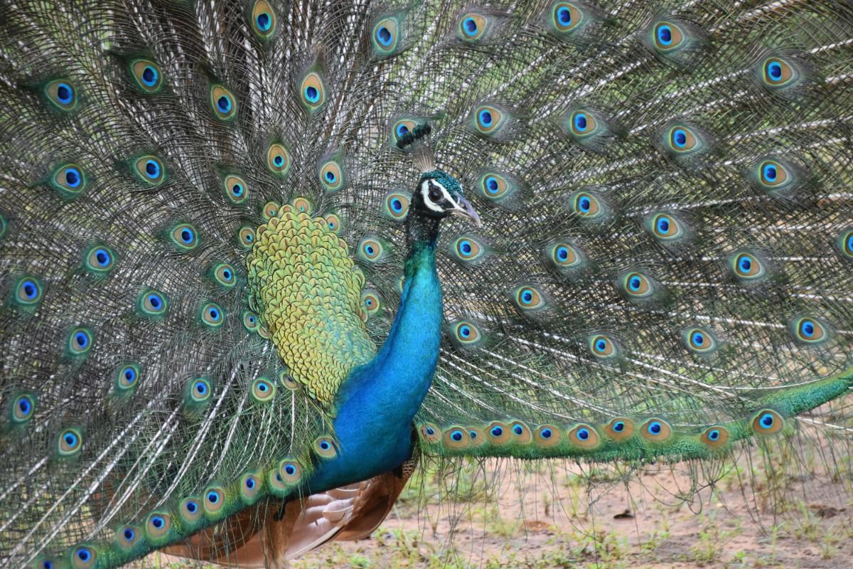 A peacock in Yala National Park