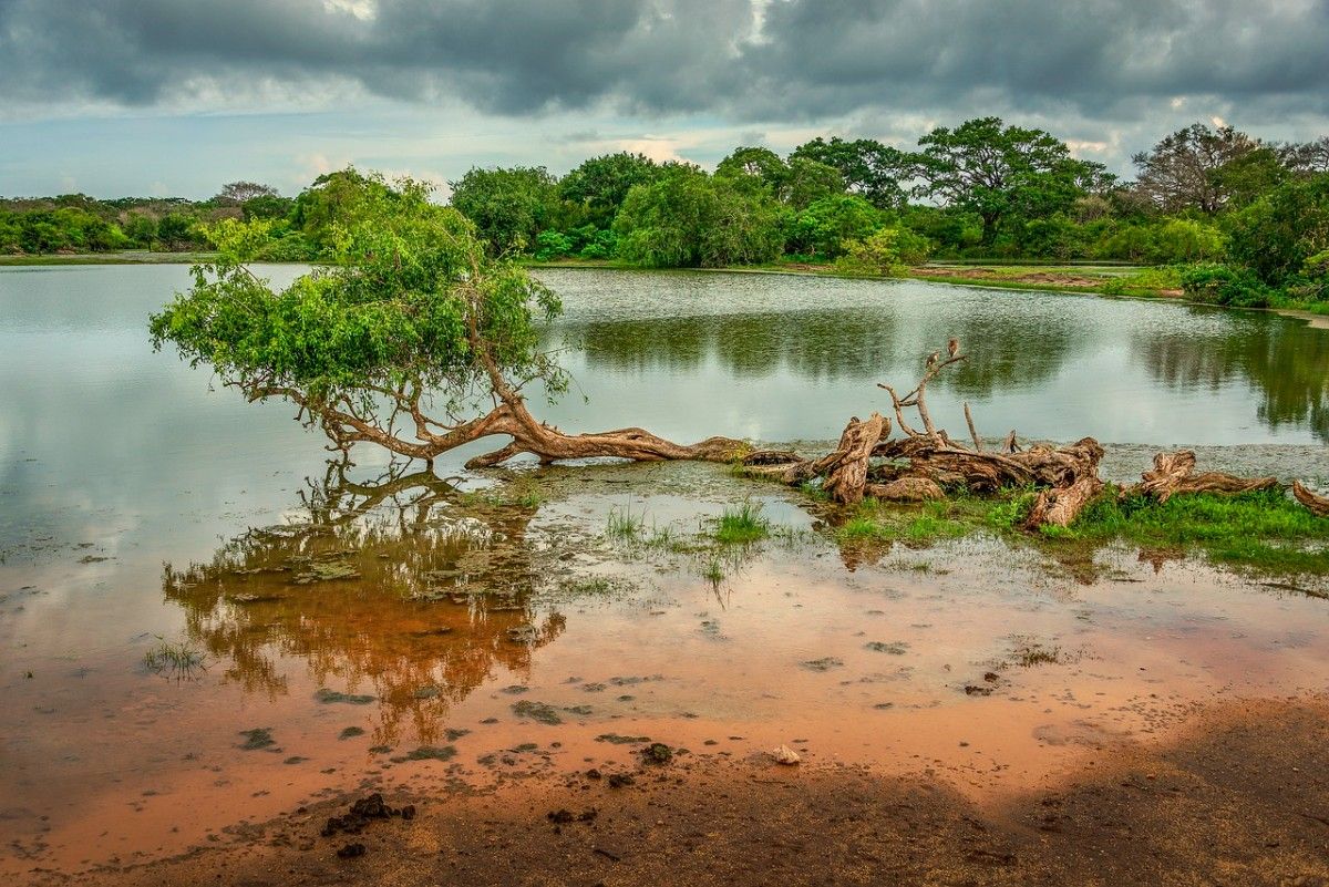 A fallen tree in a lake in Yala National Park 