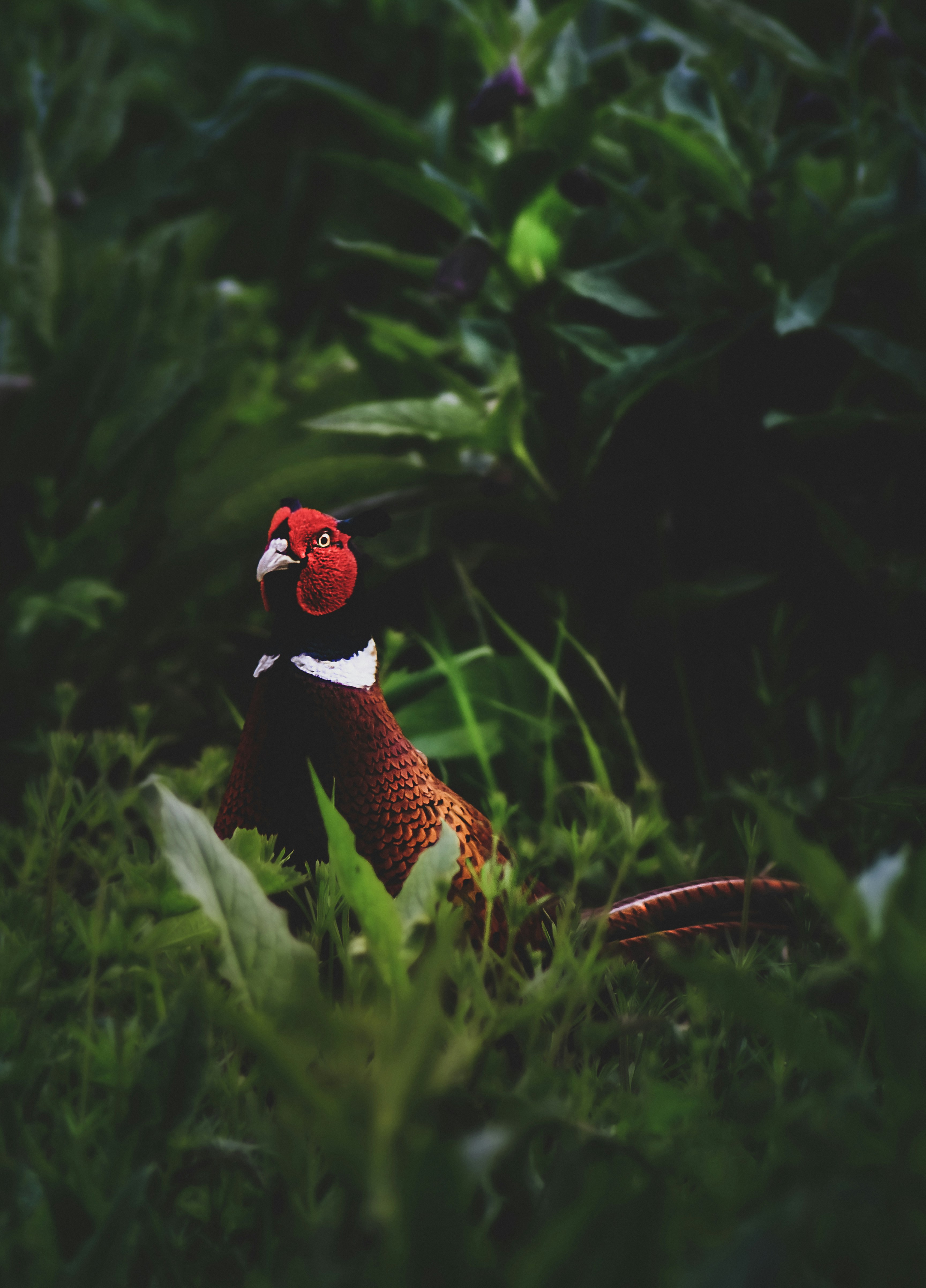 A person taking a photo of some birds in a field