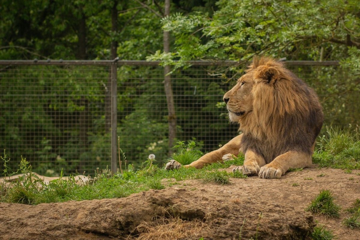 A lion at Cotswold Wildlife Park