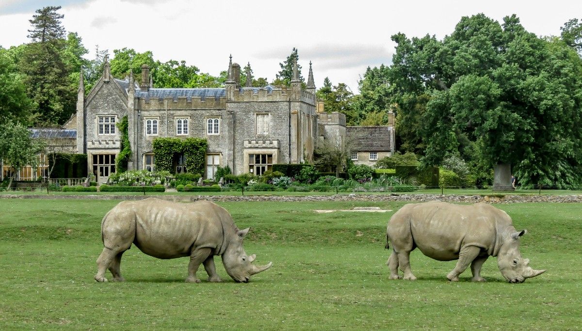 Rhinos at Cotswold Wildlife Park