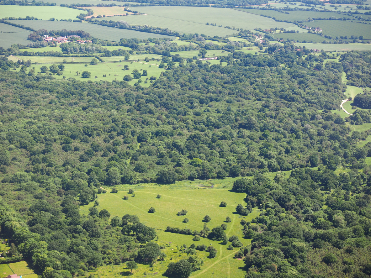 Swinley Forest