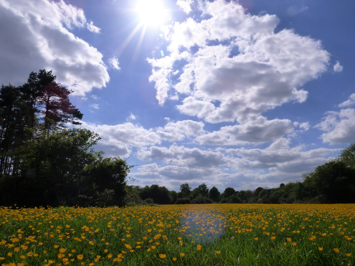 Swinley Forest