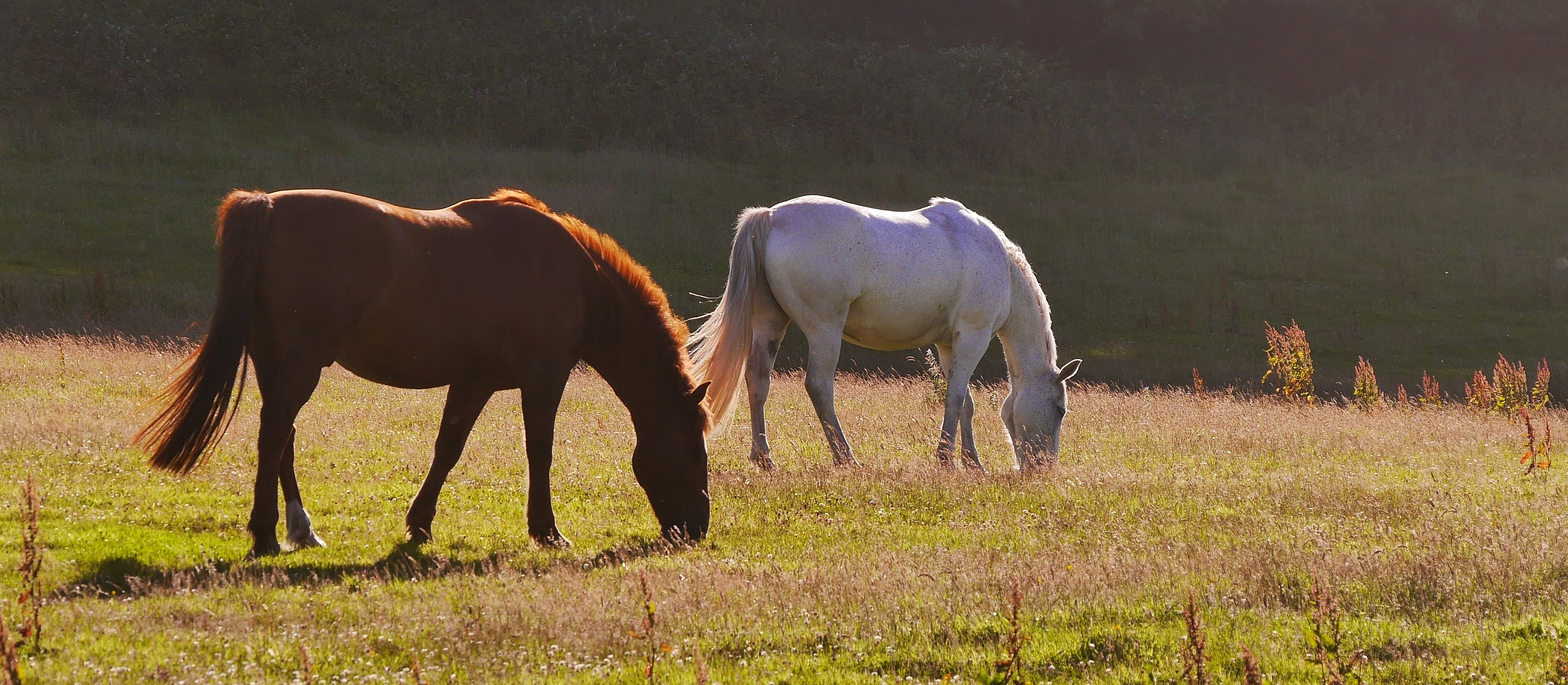 horses in the New Forest