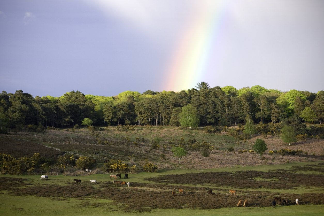 New Forest