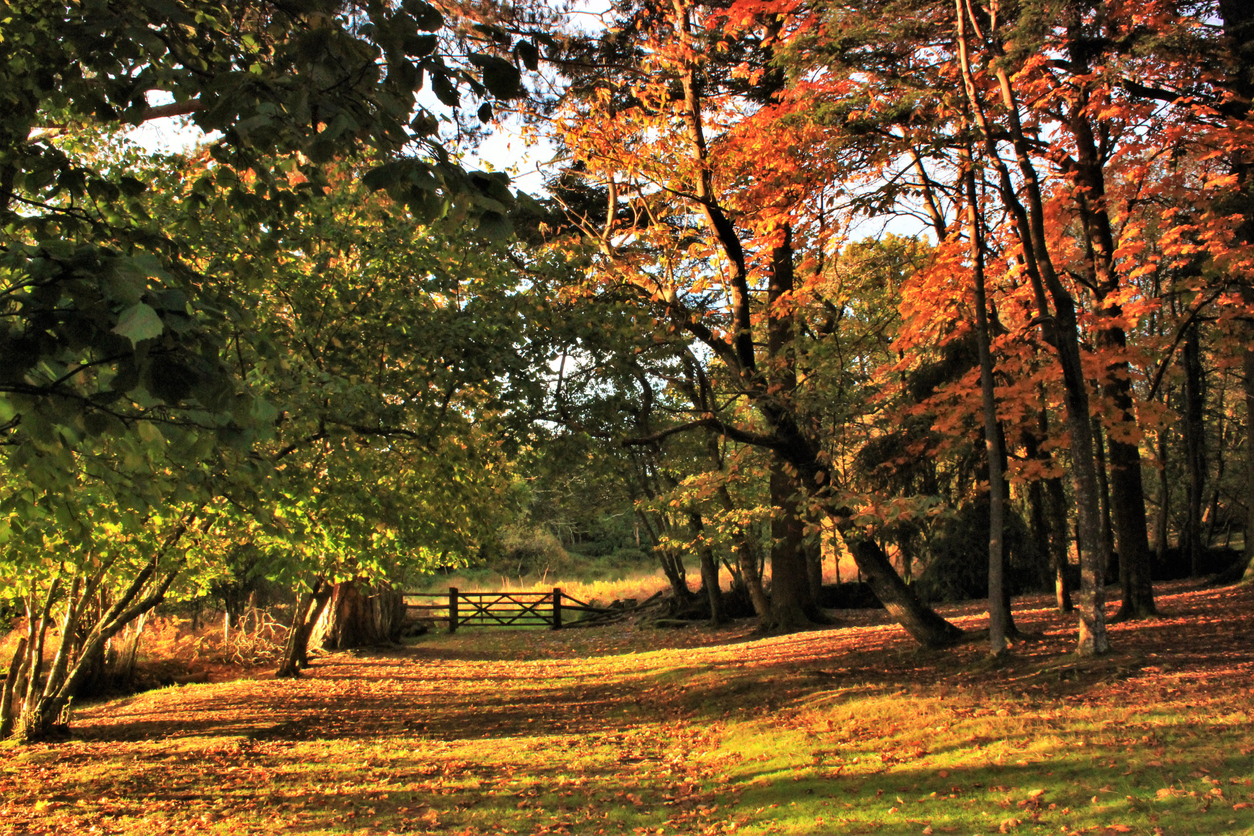 New Forest