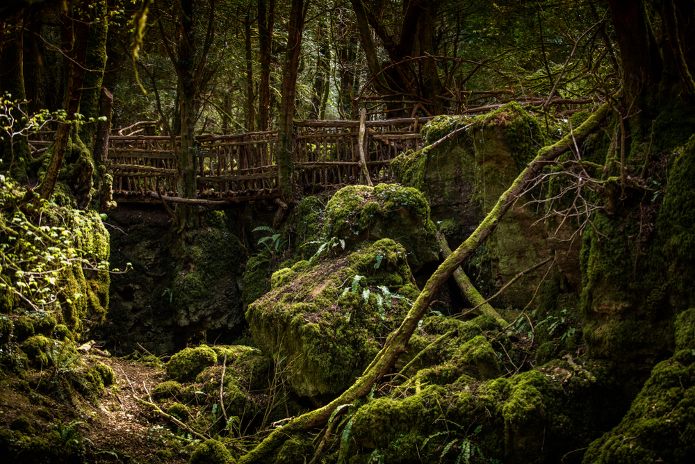 Wooden bridge in Puzzlewood, forest of Dean.