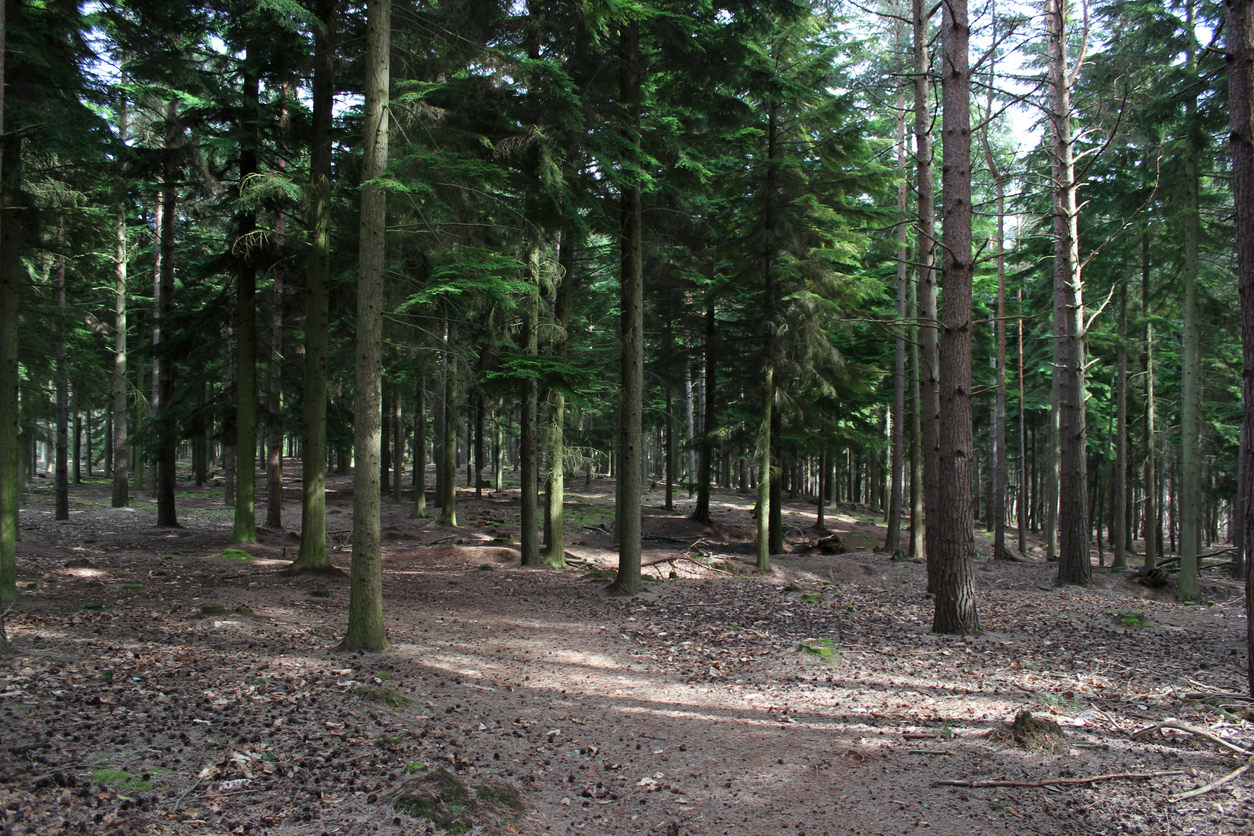 Photo taken in Swinley Forest which has been used as a location for a number of hit films