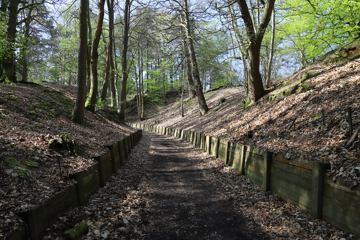 Swinley Forest