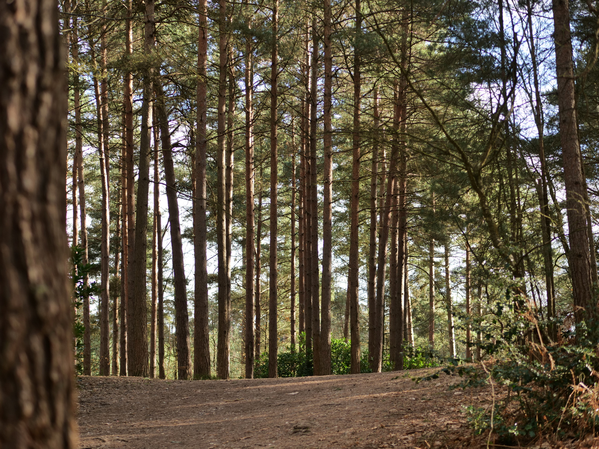 Swinley Forest