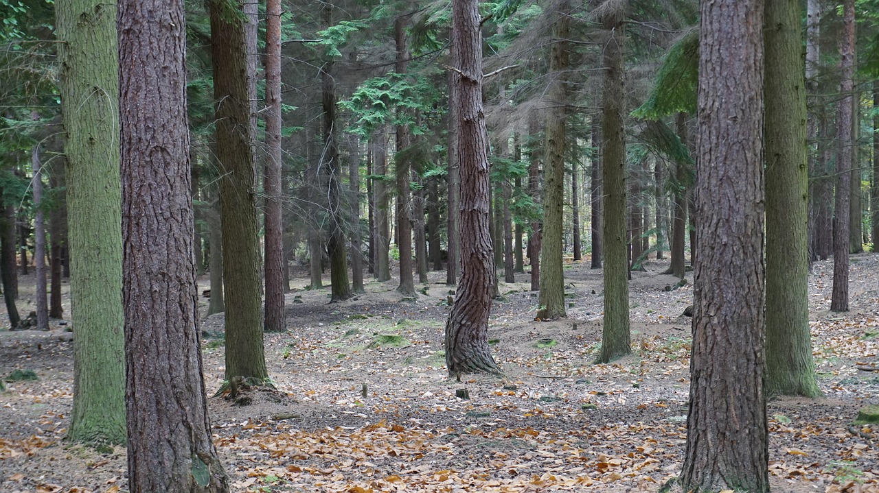 Swinley Forest