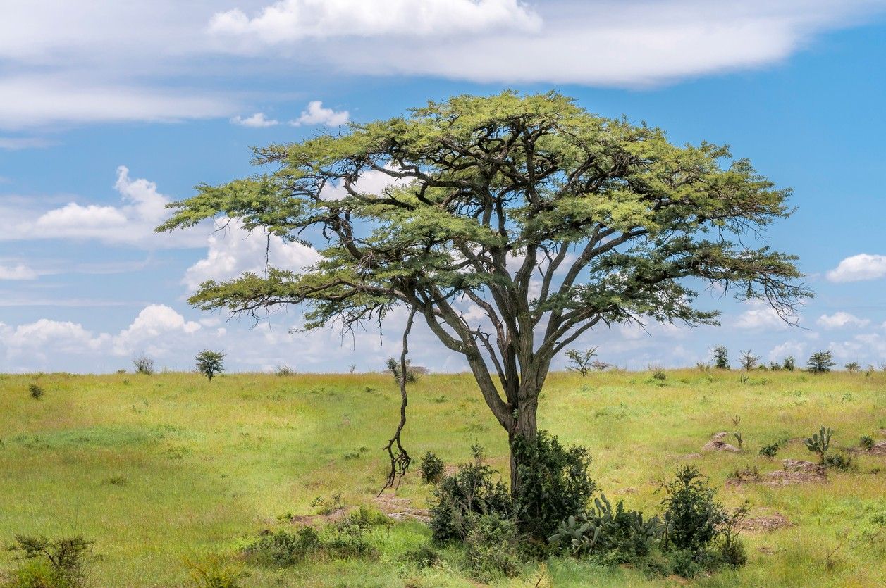 Nairobi National Park