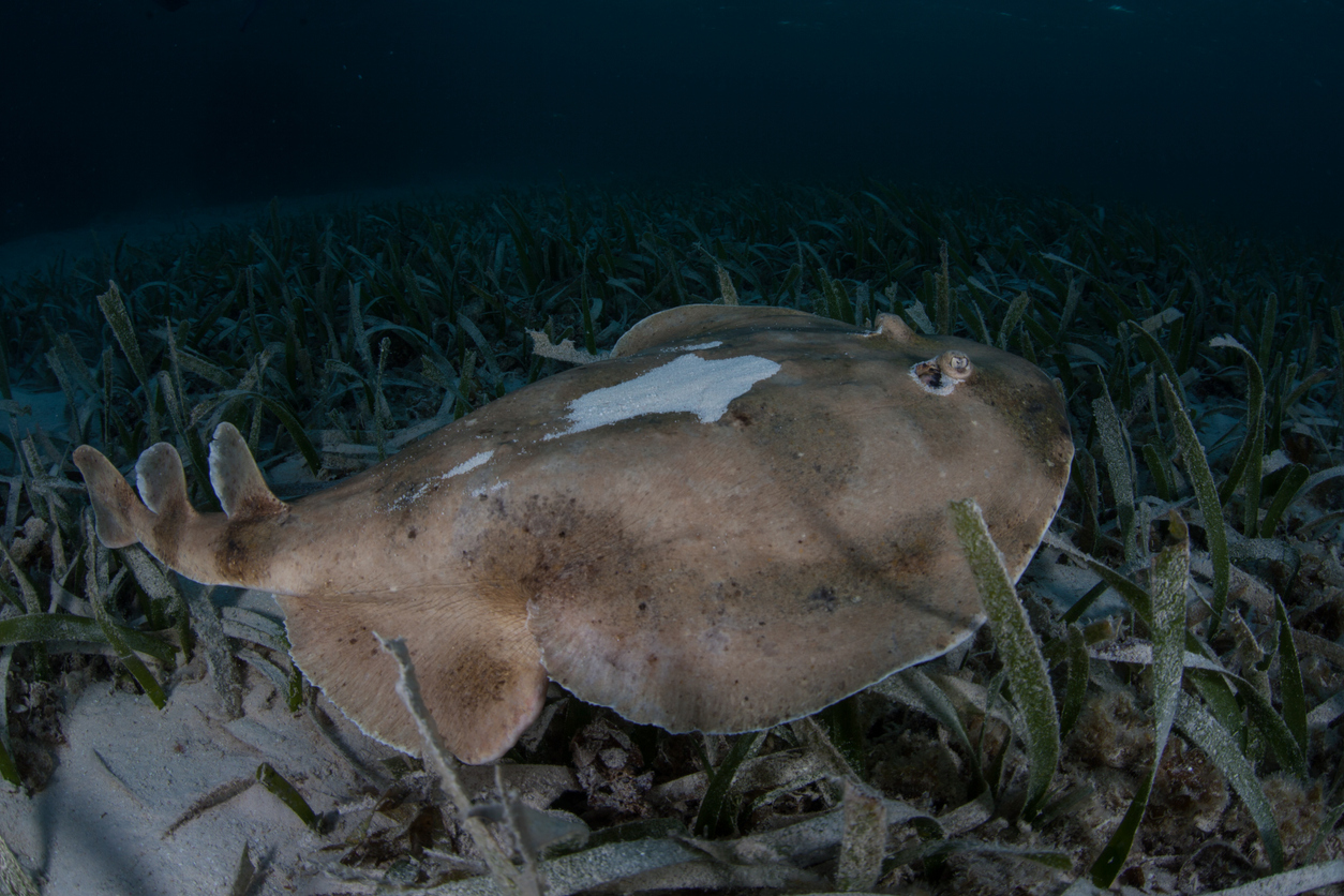 A Lesser Electric ray (Narcine bancroftii) swims over a Caribbean seafloor off the coast of Belize. This elasmobranch can generate an electrical charge from 14-35 volts used to capture prey or as a defense.