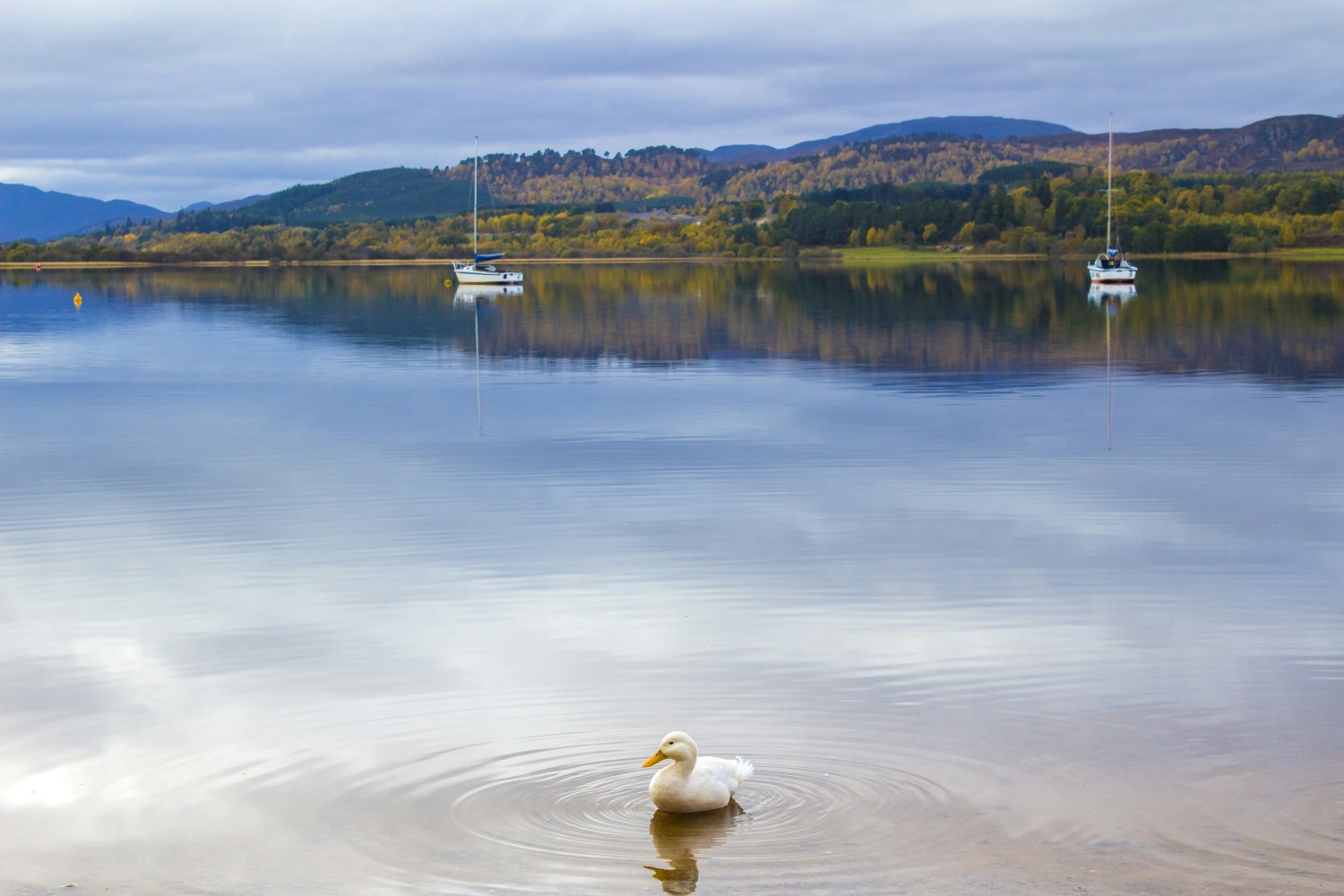 duck on loch morlich