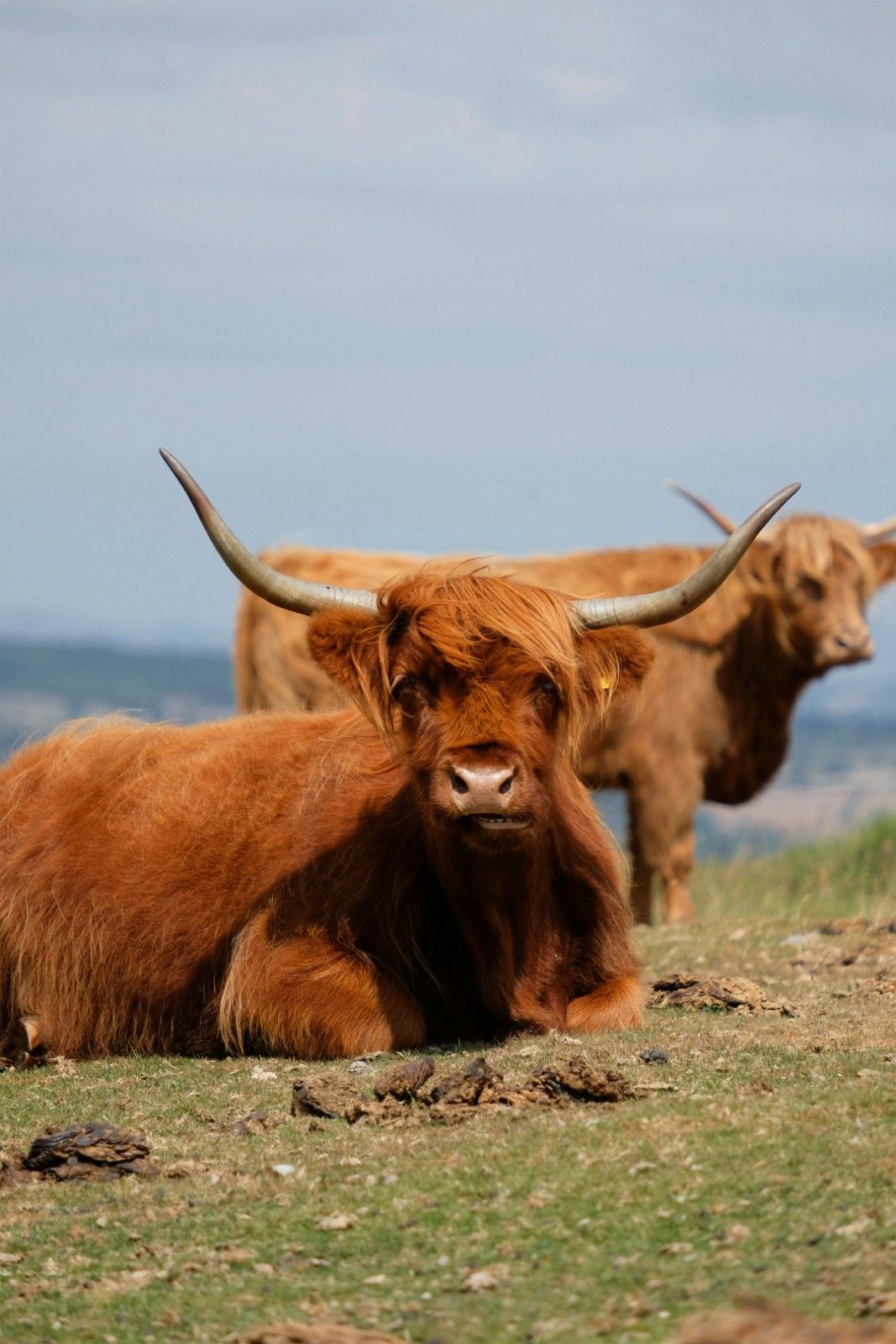 cows at the Dartmoor National Park