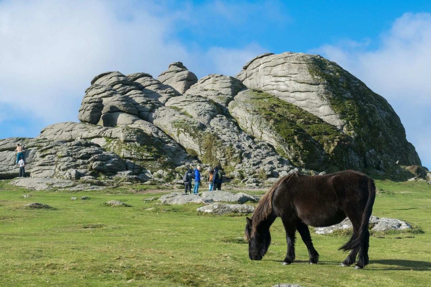 horses in Dartmoor National Park