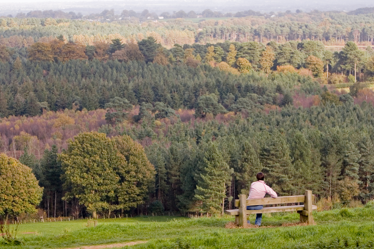 Delamere Forest