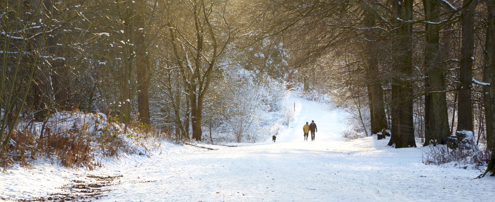 Snowy Delamere Forest