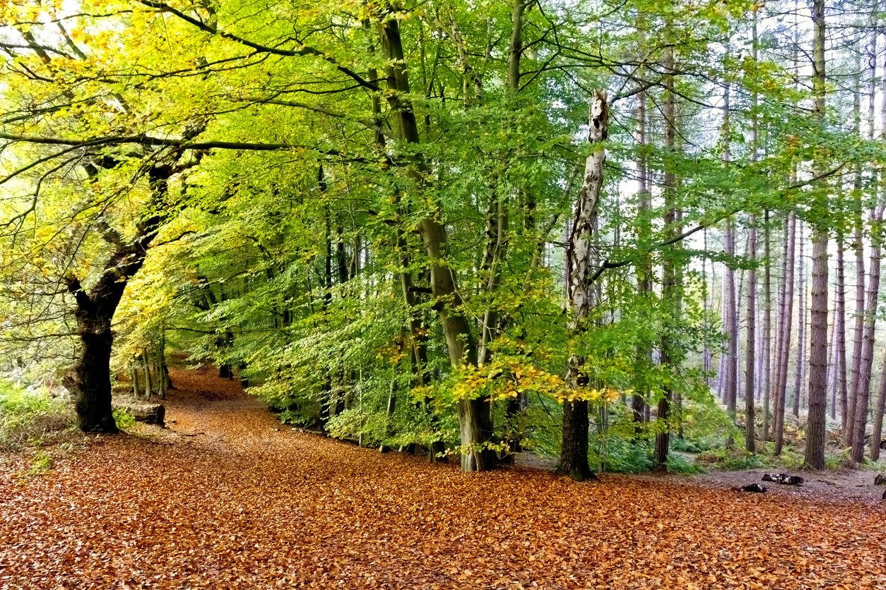 Delamere Forest