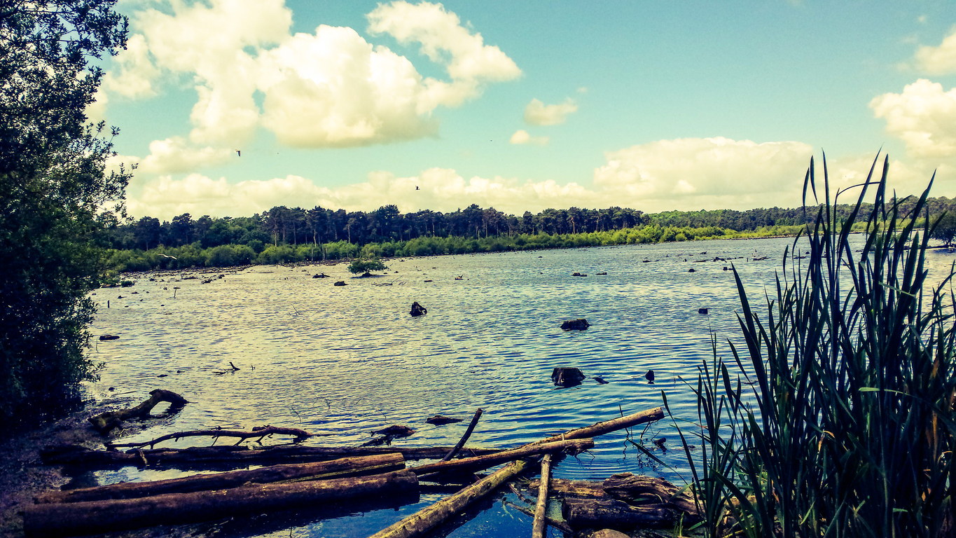 Lake near Delamere Forest