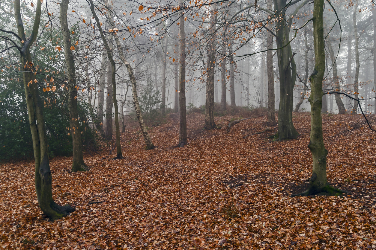 Delamere Forest in Autumn