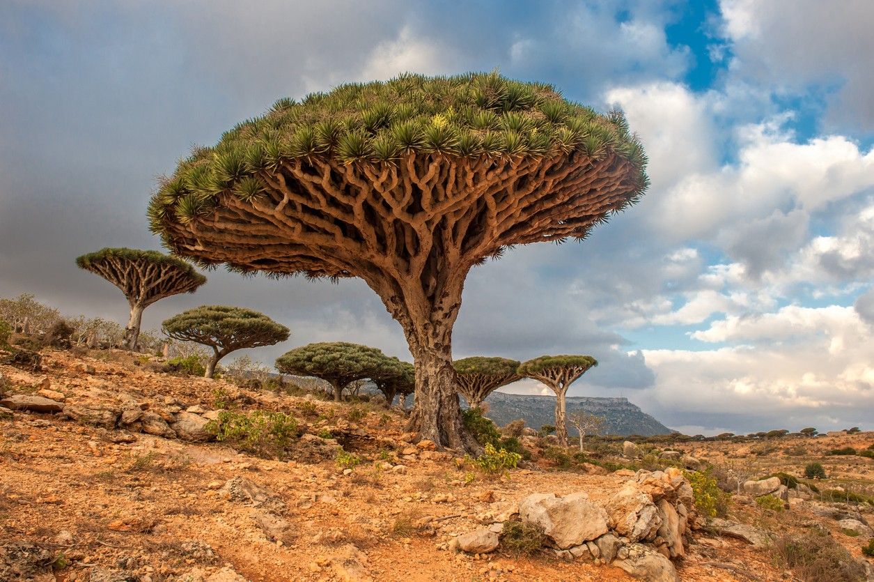 Dragon Blood Trees 