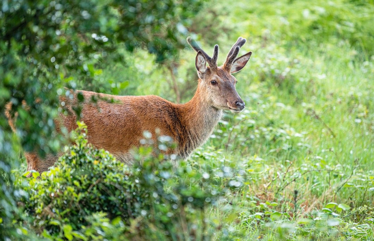 red deer